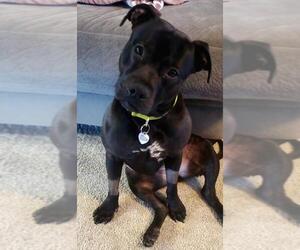 American Staffordshire Terrier Dogs for adoption in Tonawanda, NY, USA