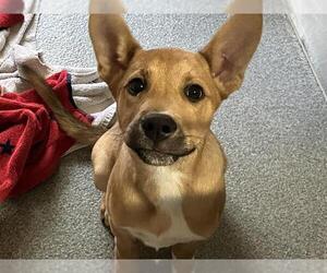 German Shepherd Dog-Unknown Mix Dogs for adoption in Orange, CA, USA