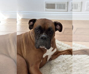 Boxer Dogs for adoption in Woodbury, MN, USA