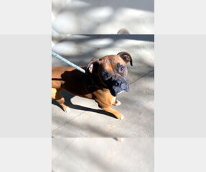 Boxer Dogs for adoption in Austin, TX, USA