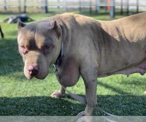 Staffordshire Bull Terrier Dogs for adoption in Downey, CA, USA