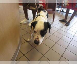 Bullypit Dogs for adoption in Ocala, FL, USA