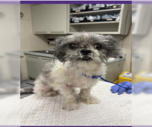 Shih Tzu Dogs for adoption in Spring, TX, USA