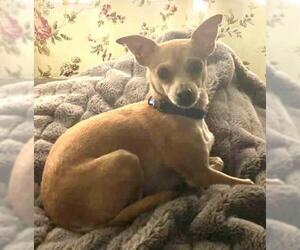Chihuahua-Unknown Mix Dogs for adoption in Fair Oaks, CA, USA