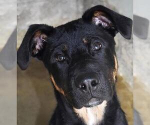 Rottweiler-Unknown Mix Dogs for adoption in Nashville, IN, USA