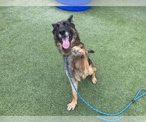 German Shepherd Dog Dogs for adoption in Camarillo, CA, USA