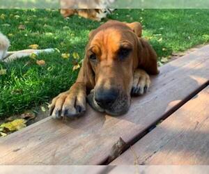 Redbone Coonhound Dogs for adoption in Plymouth, MN, USA