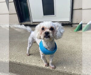 Poodle (Miniature) Dogs for adoption in Wheaton, IL, USA
