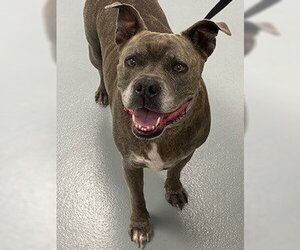 Mutt Dogs for adoption in St. Cloud, FL, USA