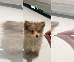 Pomeranian Dogs for adoption in Miami, FL, USA