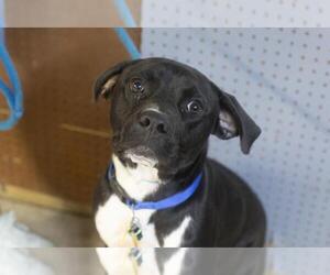 Boxador Dogs for adoption in Mountain Home, AR, USA