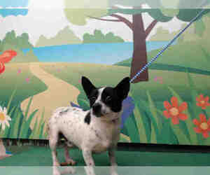 Rat Terrier Dogs for adoption in Waco, TX, USA