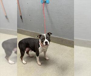 American Pit Bull Terrier-Unknown Mix Dogs for adoption in Las Vegas, NV, USA