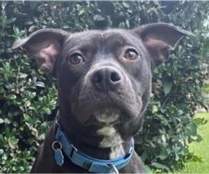 Mutt Dogs for adoption in Canton, CT, USA