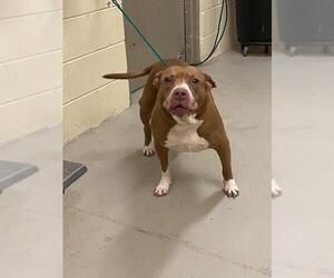 American Pit Bull Terrier-Unknown Mix Dogs for adoption in Sanford, FL, USA