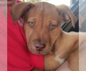 Vizsla Dogs for adoption in Von Ormy, TX, USA