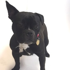 Bulldog Dogs for adoption in Show Low, AZ, USA