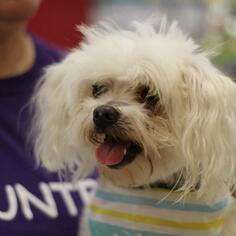 Maltese Dogs for adoption in Evansville, IN, USA