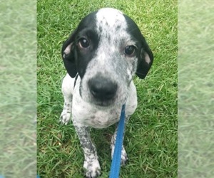 German Shorthaired Pointer Dogs for adoption in Glenwood, GA, USA