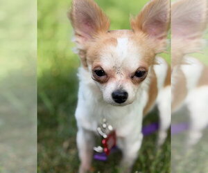 Chihuahua-Unknown Mix Dogs for adoption in Grafton, WI, USA
