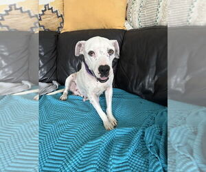 American Pit Bull Terrier-Unknown Mix Dogs for adoption in Brewster, NY, USA