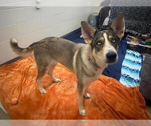 German Shepherd Dog-Siberian Husky Mix Dogs for adoption in Fort Wayne, IN, USA