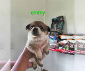 Mutt Dogs for adoption in Stover, MO, USA