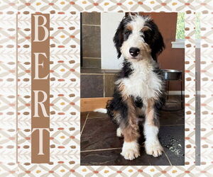 Bernedoodle Dogs for adoption in Littleton, CO, USA