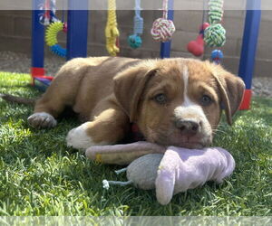Sheprador Dogs for adoption in Phoenix, AZ, USA