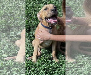 Boxer-Rhodesian Ridgeback Mix Dogs for adoption in Crossville, AL, USA