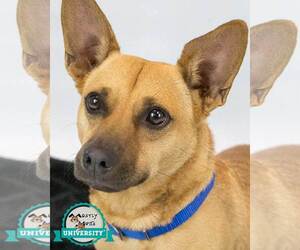 Pembroke Welsh Corgi-Unknown Mix Dogs for adoption in Kennesaw, GA, USA