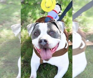 Bulldog-Unknown Mix Dogs for adoption in Perth Amboy, NJ, USA