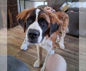 Saint Bernard-Unknown Mix Dogs for adoption in Tabernash, CO, USA