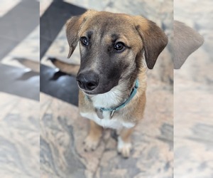 Labrador Retriever-Unknown Mix Dogs for adoption in Oakhurst, NJ, USA