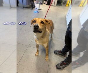 Labrador Retriever-Unknown Mix Dogs for adoption in Rancho Cucamonga, CA, USA