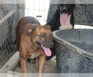 Rhodesian Ridgeback Dogs for adoption in Mexia, TX, USA
