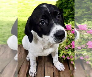 Labrador Retriever-Unknown Mix Dogs for adoption in Jefferson, NJ, USA