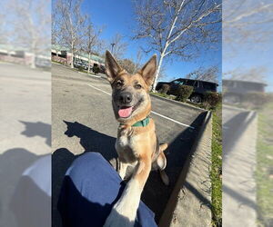 German Shepherd Dog Dogs for adoption in Woodland, CA, USA