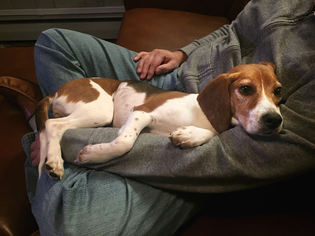 Beagle Dogs for adoption in Whitehouse Station, NJ, USA