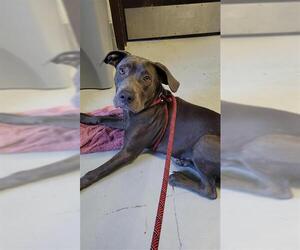 Labrador Retriever-Unknown Mix Dogs for adoption in Corpus Christi, TX, USA