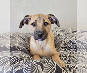 German Shepherd Dog-Unknown Mix Dogs for adoption in Lakewood, CO, USA