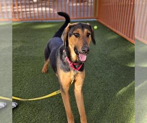 Doberman Pinscher-Unknown Mix Dogs for adoption in Las Vegas, NV, USA