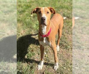 Treeing Walker Coonhound-Unknown Mix Dogs for adoption in Brewster, MA, USA