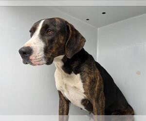 Plott Hound-Unknown Mix Dogs for adoption in Augusta, GA, USA