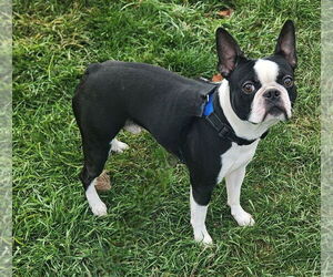 Boston Terrier Dogs for adoption in Walnutport, PA, USA