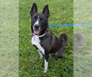 German Shepherd Dog-Unknown Mix Dogs for adoption in Fort Lauderdale, FL, USA
