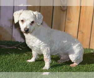 Poodle (Miniature) Dogs for adoption in West Valley, UT, USA