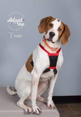 Treeing Walker Coonhound Dogs for adoption in Ashland, WI, USA