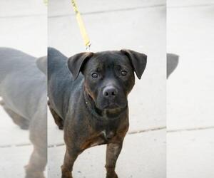 American Pit Bull Terrier-Unknown Mix Dogs for adoption in Derwood, MD, USA