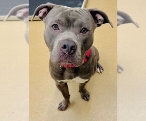 American Pit Bull Terrier-Unknown Mix Dogs for adoption in Derwood, MD, USA